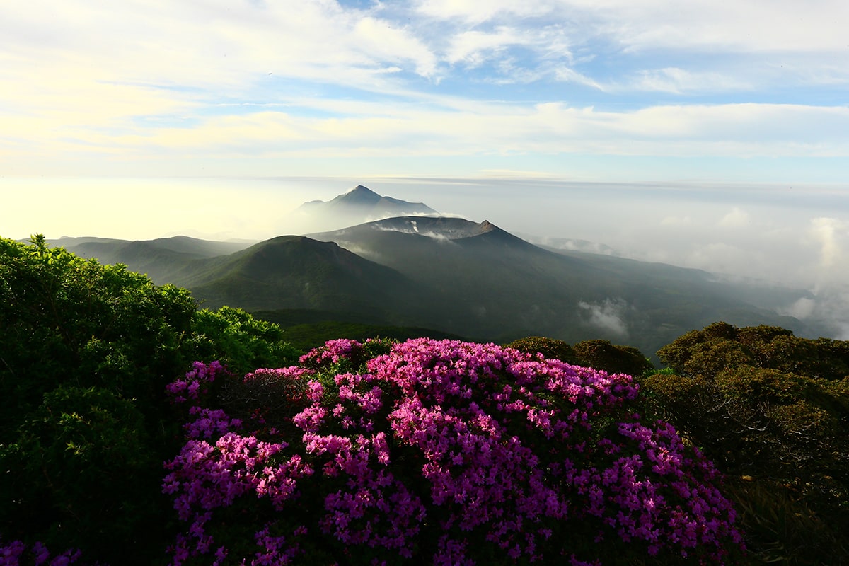 霧島山とミヤマキリシマ