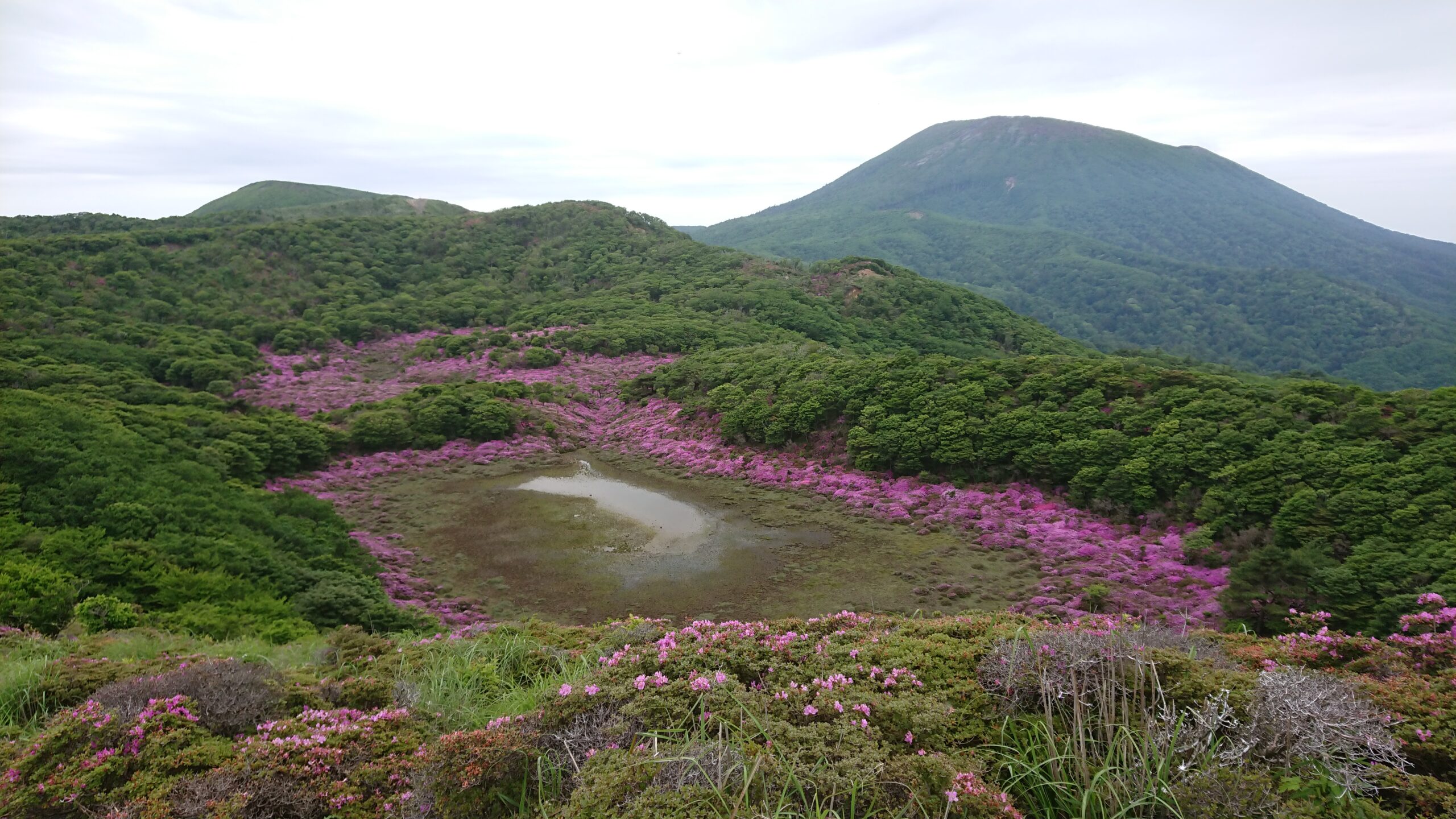 大幡山横くぼ地の湿原 ミヤマキリシマ群生 | 高千穂河原ビジター