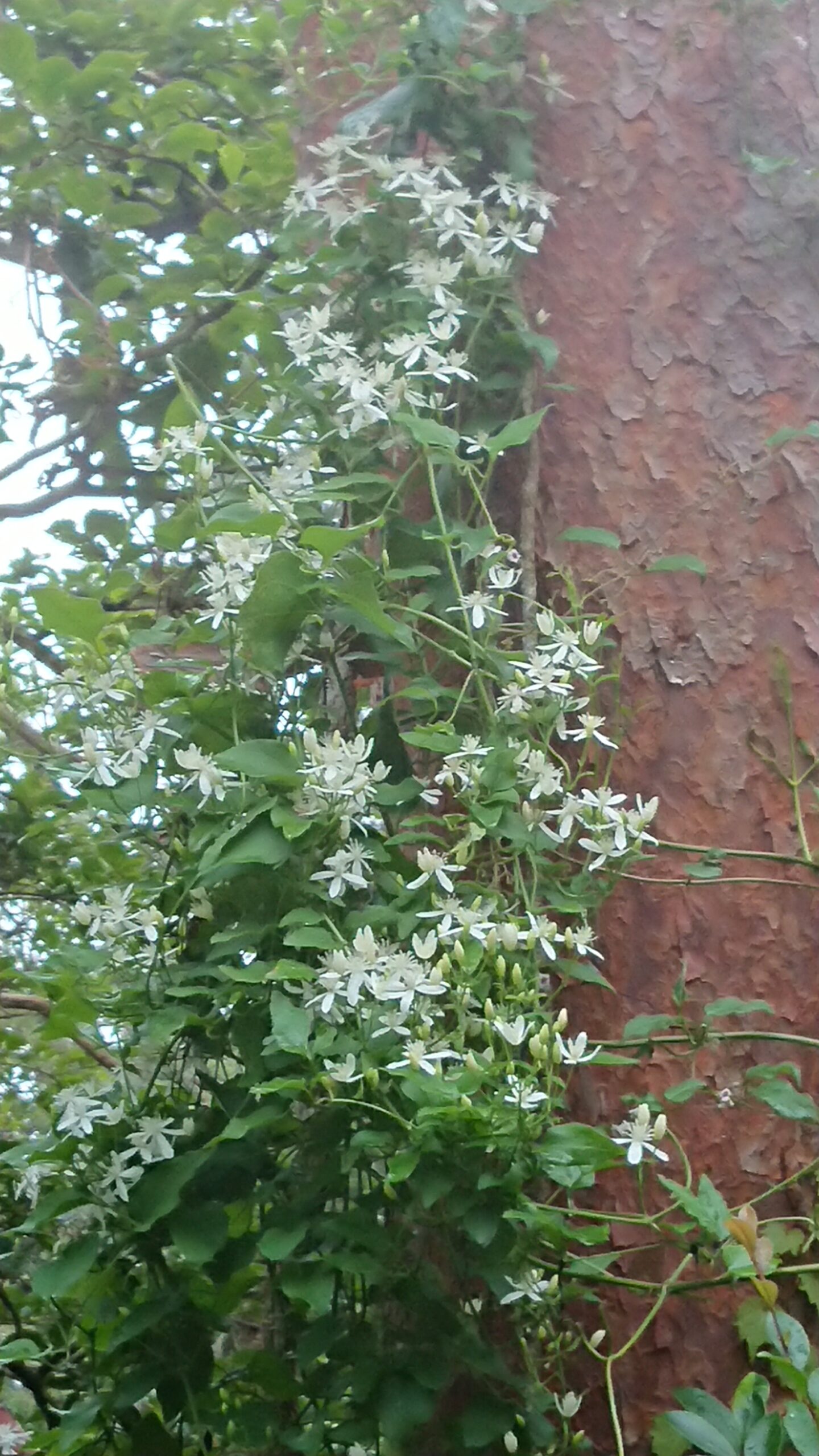 高千穂河原までのセンニンソウ | 高千穂河原ビジターセンター｜鹿児島