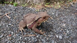 高千穂河原の珍客と遭遇　二ホンヒキガエル（苦手な方は閲覧注意）