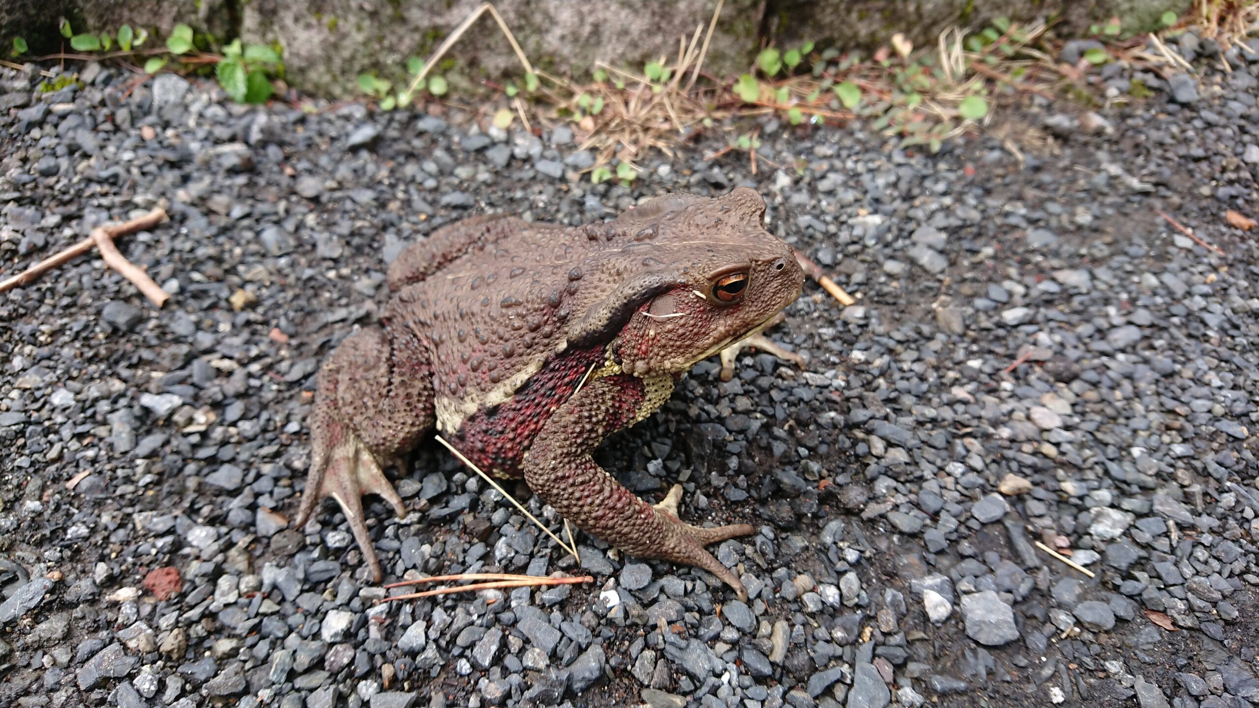 高千穂河原の珍客と遭遇 二ホンヒキガエル（苦手な方は閲覧注意