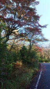 高千穂河原３㎞手前～高千穂河原までの紅葉が始まってます。