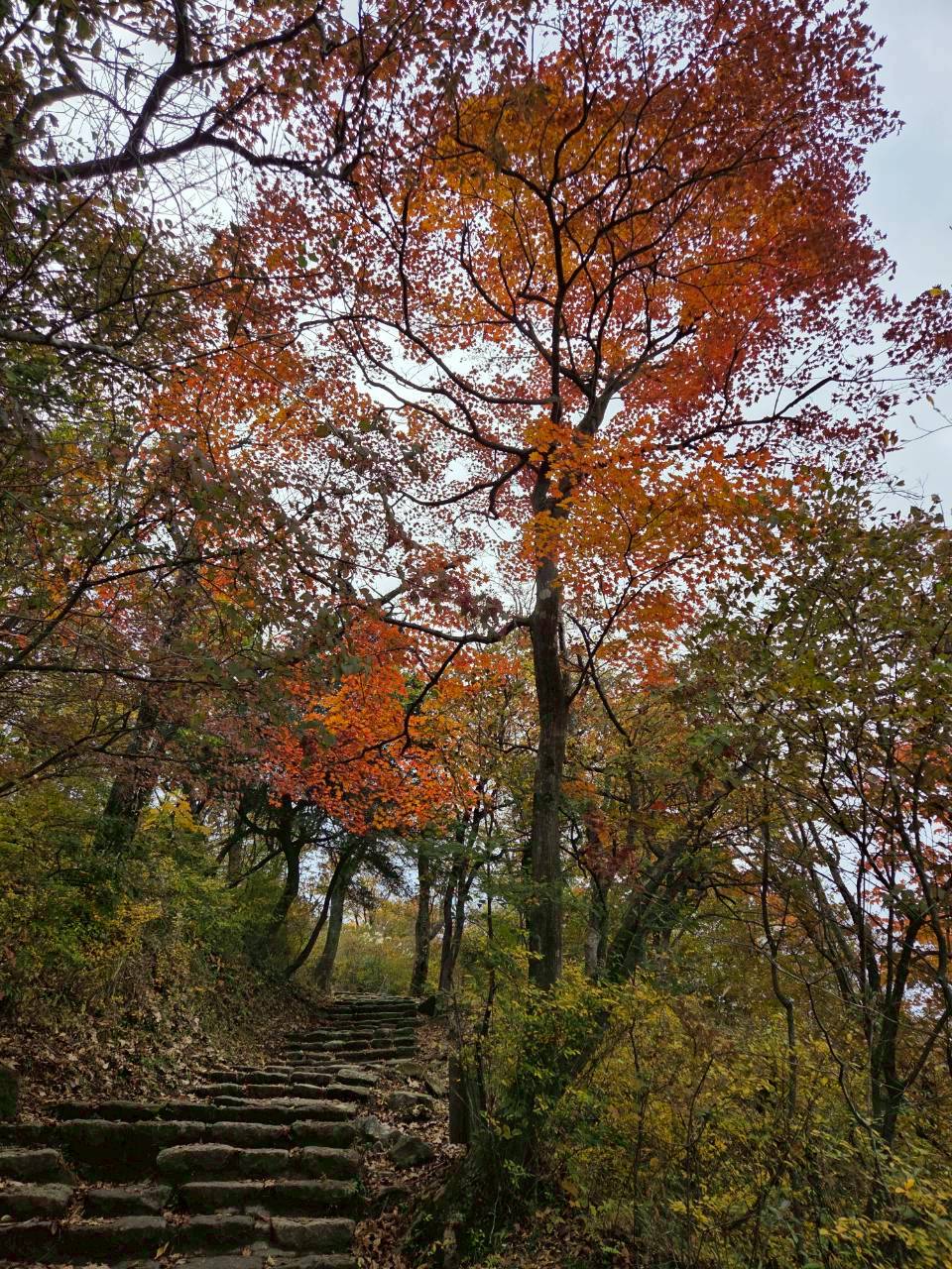 御鉢 森林限界までの紅葉 見頃 | 高千穂河原ビジターセンター｜鹿児島