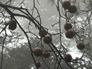 粘るヤマナシの実。