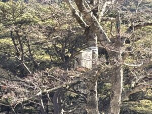 新居を見つけたか？シジュウカラ