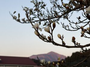 オガタマノキの花