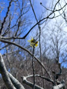 大浪池のマンサクの花
