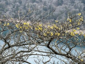 トレッキング４４  大浪池　リハビリ登山４４とマンサク開花　後編