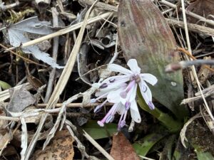 春を見っけ。ツクシショウジョウバカマ