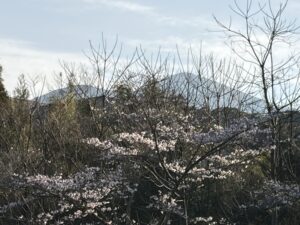 春を見っけ。桜　その２