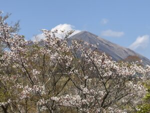 春を見っけ。桜　その４