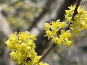 春を見っけ。その５　シロモジ