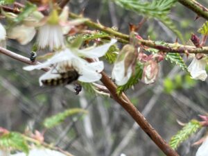 ナガバノモミジイチゴ（ナガバモミジイチゴ）