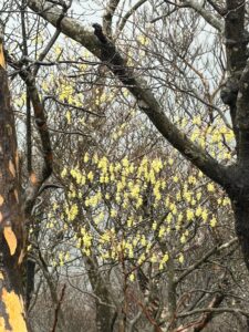 トレッキング４７  大浪池　周回　リハビリ登山４７　前編