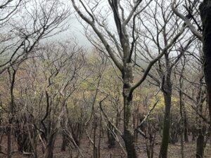 トレッキング４７  大浪池　周回　リハビリ登山４７　後編