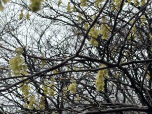 キリシマミズキの花