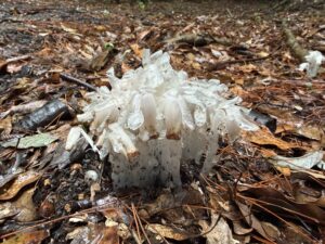 高千穂河原までのギンリョウソウ
