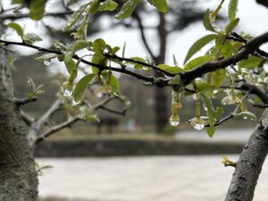 キリシマグミの花