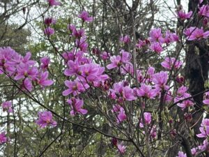 高千穂河原までのミツバツツジ