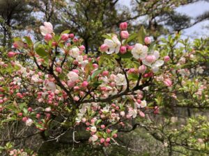 ノカイドウの花