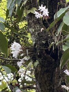 セッコクの花　２