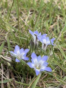 ハルリンドウの花が咲きました。