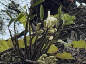 ギンリョウソウとセッコク　河原で見っけ