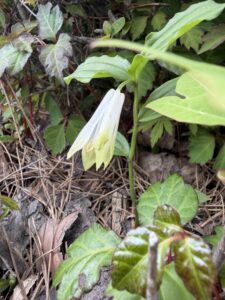 ホウチャクソウの花