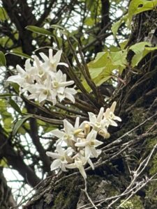 高千穂河原のセッコク満開