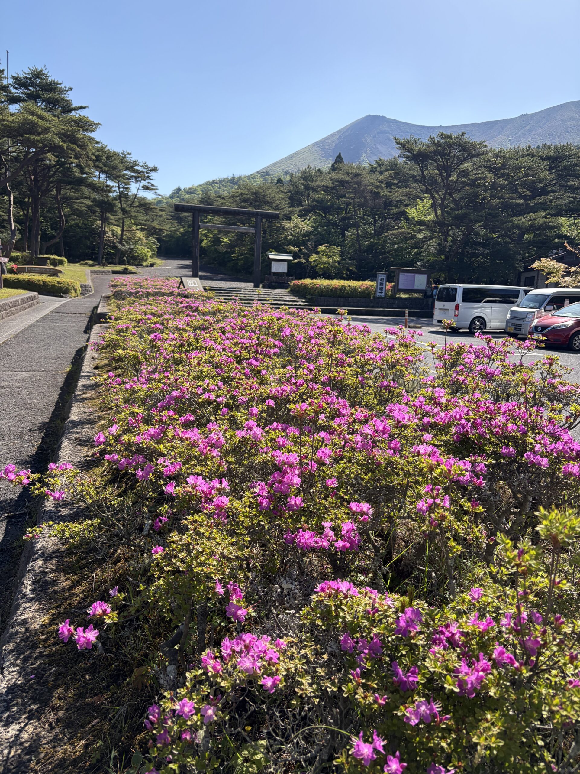 霧島山 高千穂河原付近のツツジ開花状況 5月15日（金）現在
