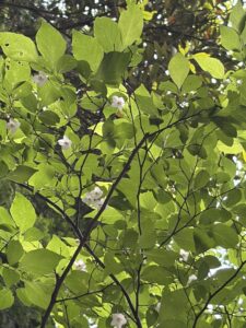 高千穂河原までのエゴノキ　開花