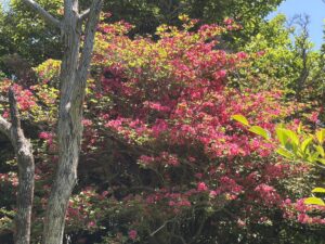 トレッキング４９  矢岳　リハビリ登山４９　後編
