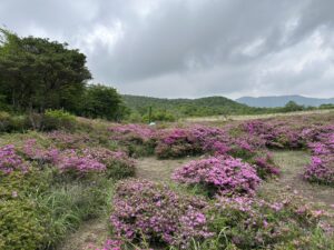 霧島山　高千穂河原付近のツツジ開花状況  ５月２２日（金）現在