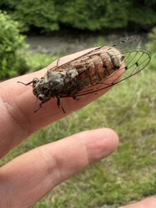 にぎやかな　お客様がお越しになった。ハルゼミ