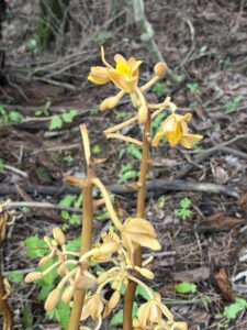 高千穂河原のツチアケビ