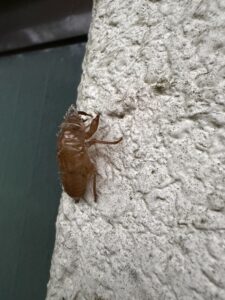 ハルゼミのぬけがら