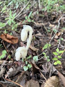 高千穂河原周辺のギンリョウソウモドキ