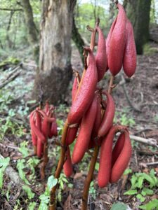 高千穂河原のツチアケビの実