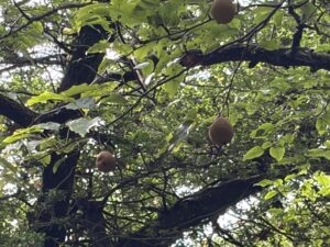 高千穂河原のヤマナシ