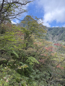 トレッキング５９  矢岳　リハビリ登山５９　前編
